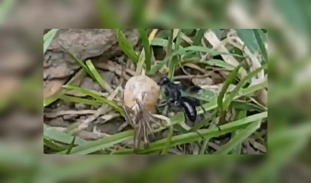Desliza hacia la izquierda para ver el enfrentamiento de los insectos. Viral en Facebook. Foto: Captura. Desliza hacia la izquierda para ver el enfrentamiento de los insectos. Viral en Facebook. Foto: Captura.