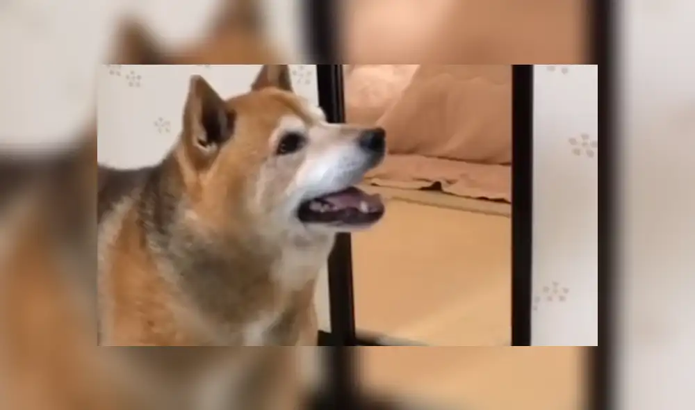 Facebook viral: perro reacciona con violencia porque sus amor no servían sus alimentos [VIDEO]