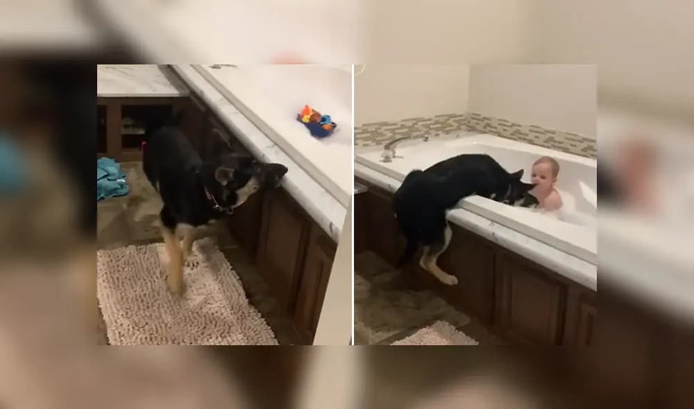 A través de Facebook se hizo viral el curioso comportamiento de un perro al ver a su dueño en un bañera. A través de Facebook se hizo viral el curioso comportamiento de un perro al ver a su dueño en un bañera.