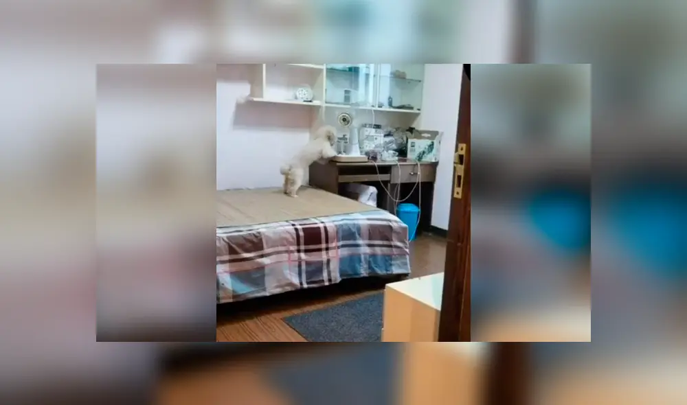 Desliza las imágenes para descubrir la travesura que cometió un perro durante la ausencia de su dueña.