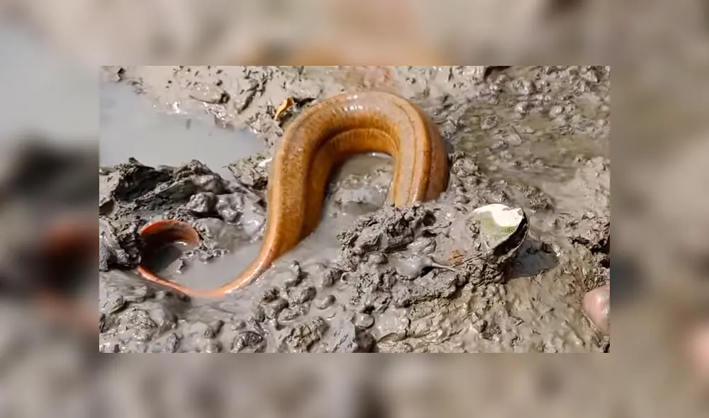 En Facebook se viralizó el misteriosos hallazgo que hizo un chico al encontrar peligrosas criaturas. En Facebook se viralizó el misteriosos hallazgo que hizo un chico al encontrar peligrosas criaturas.