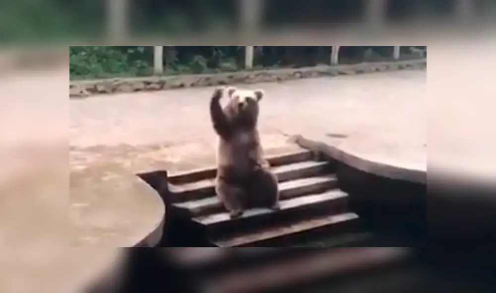 El oso pardo recibió una recompensa gracias a su habilidad. Foto: Susanta Nanda IFS