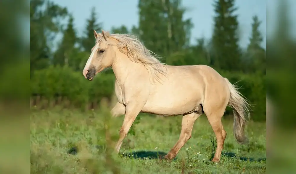 EEUU: Hombre es detenido por mantener relaciones con pony al aire libre