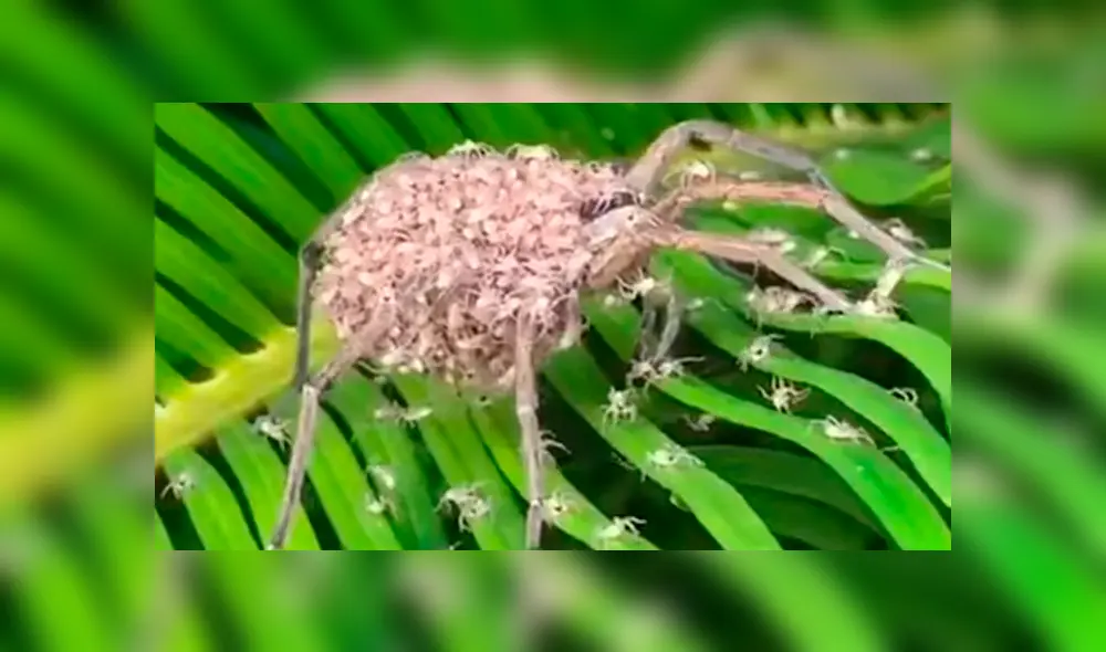 Un video viral de Facebook registró el momento en que una araña lobo cargaba a cientos de sus bebés sobre su lomo.
