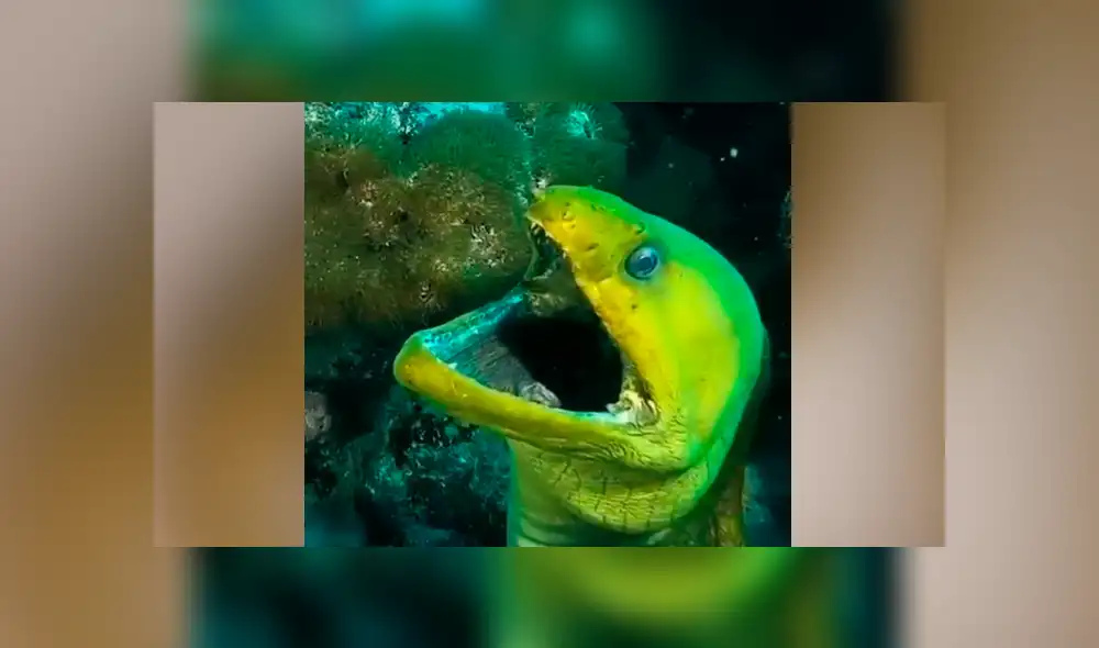 YouTube viral: terrorífica criatura es descubierta por buzo cuando descendió a las profundidades del mar YouTube viral: terrorífica criatura es descubierta por buzo cuando descendió a las profundidades del mar