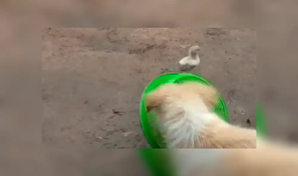 YouTube viral: pollito y perro se vuelven los mejores amigos, luego de valiente rescate [VIDEO]