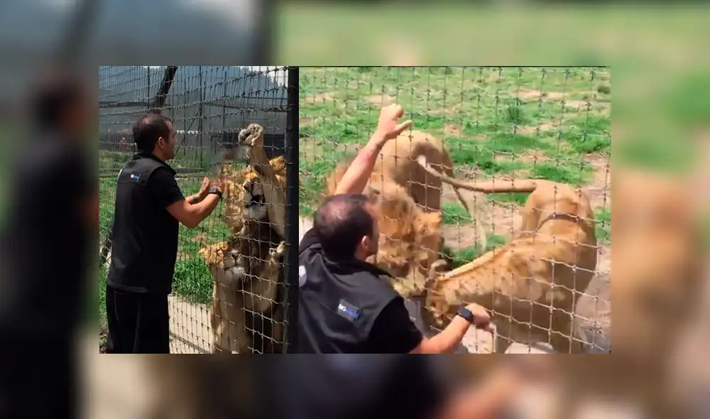 Leones tienen curiosa reacción tras ver a su amo 'pegado' en las rejas.