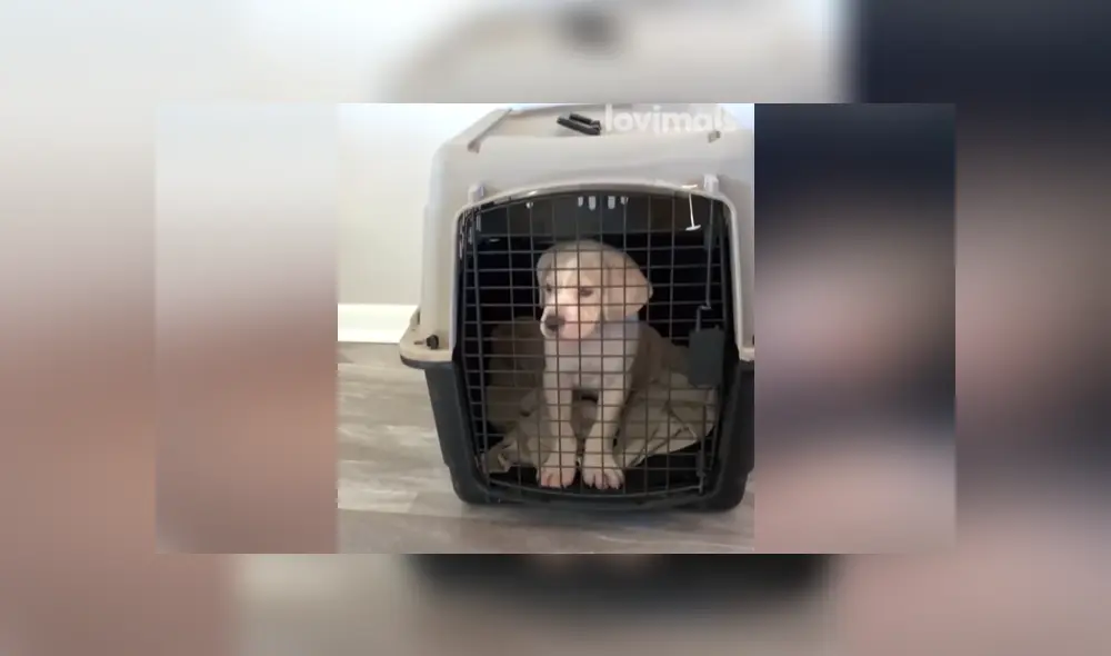 A través de Facebook se ha vuelto viral la tierna reacción de una can al ver al nuevo cachorro de la familia. A través de Facebook se ha vuelto viral la tierna reacción de una can al ver al nuevo cachorro de la familia.