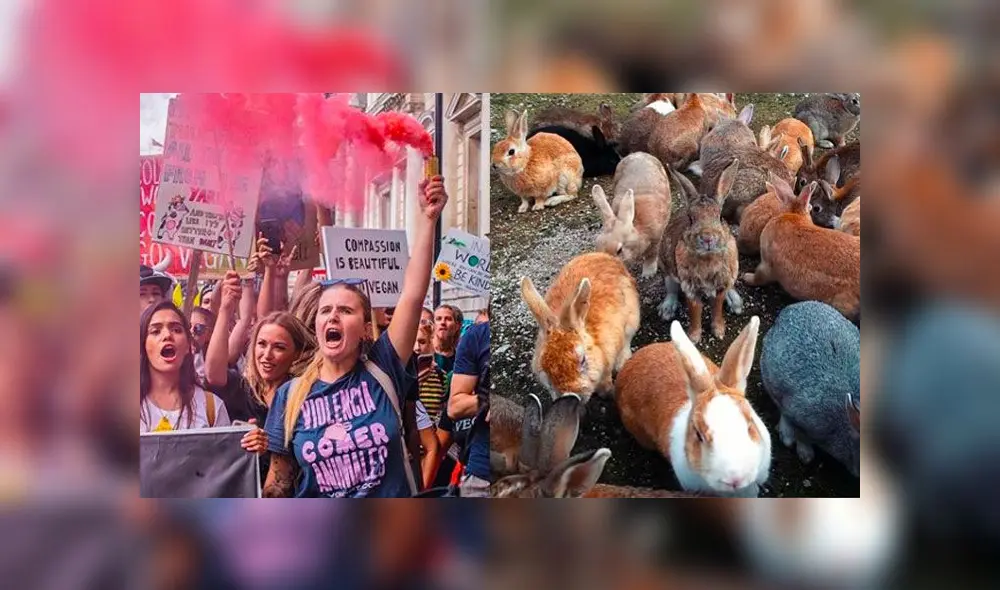La defensora de animales Mythical Mia participó en el rescate de los conejos y lo hizo público. Fotos: Instagram (mythical.mia)/ Difusión.