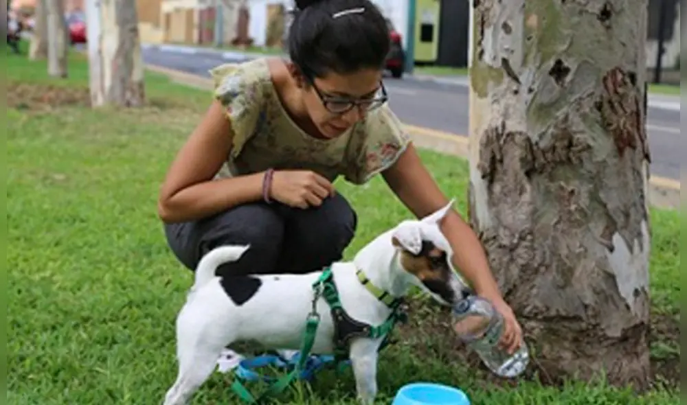 Los golpes de calor no solo afectan a los humanos, sino también a los animales. (Foto: Minsa) Los golpes de calor no solo afectan a los humanos, sino también a los animales. (Foto: Minsa)