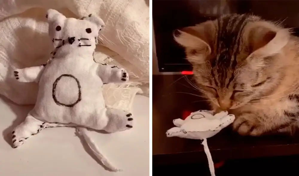 Desliza las imágenes para conocer la conmovedora historia de una gatita que perdió a su bebé y recibió el apoyo de su dueña. Foto: captura de TikTok