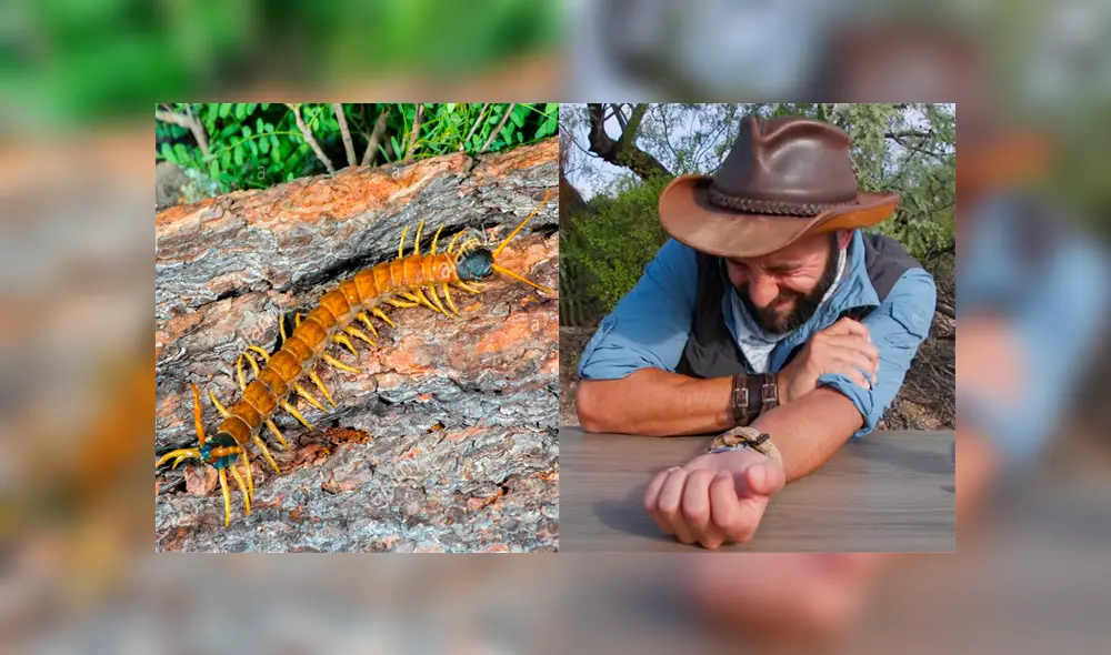 Un video muestra al popular 'Coyote' Peterson siendo brutalmente mordido por un enorme ciempiés. Un video muestra al popular 'Coyote' Peterson siendo brutalmente mordido por un enorme ciempiés.