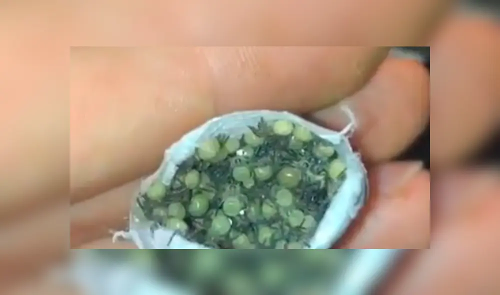 El joven estaba a punto de comérselas, hasta que se percató de lo que en realidad eran. Foto: captura El joven estaba a punto de comérselas, hasta que se percató de lo que en realidad eran. Foto: captura