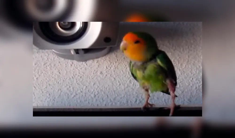 Video es viral en Instagram. Miles de fanáticos de Michael Jackson quedaron impactados, luego de ver a este pequeño loro imitando al recordado ‘rey del pop’. Foto: Captura.