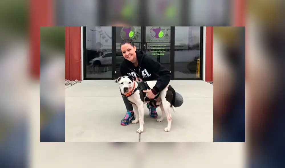 Facebook: perro fue maltratado y abandonado en una bolsa de basura, se recuperó y ahora luce así