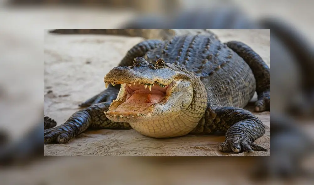 El animal sujetó a la mujer por la pierna. Fuente: foto referencial. El animal sujetó a la mujer por la pierna. Fuente: foto referencial.