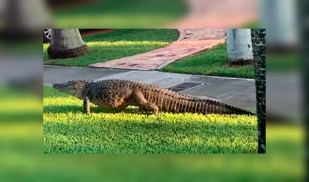 Hombre sale a su patio y descubre a enorme criatura arrastrándose por todo el lugar [VIDEO] 