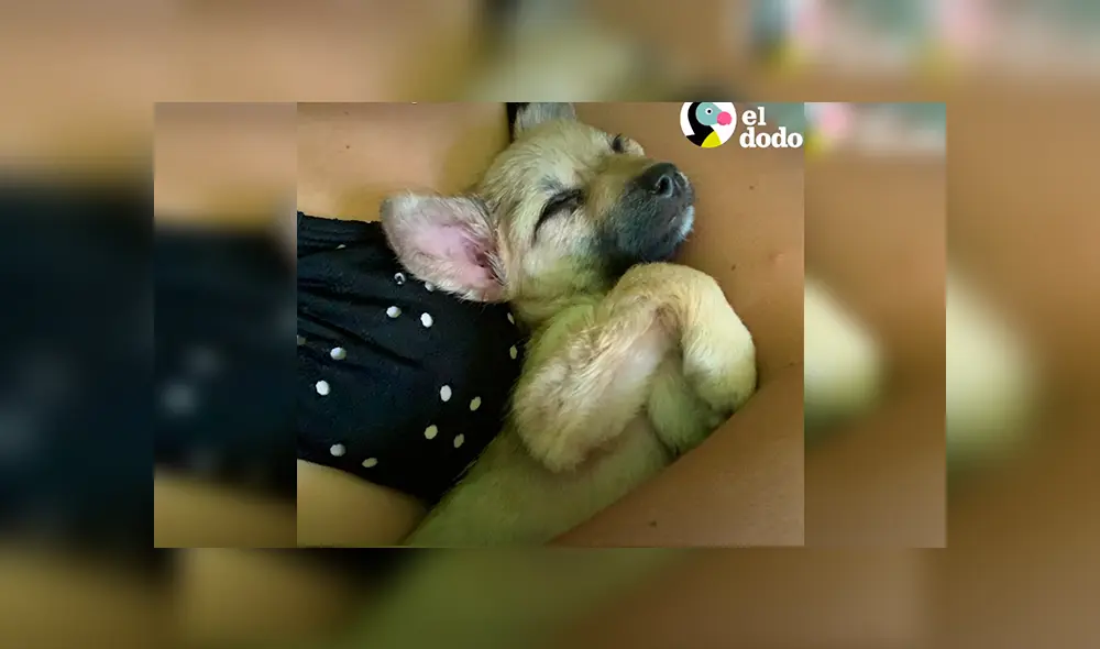 En Facebook, una joven rescató a un cachorro hambriento que clamaba ayuda en las calles de Bali. En Facebook, una joven rescató a un cachorro hambriento que clamaba ayuda en las calles de Bali.