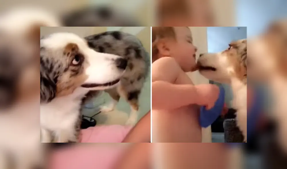 Desliza hacia la izquierda para ver las imágenes del tierno viral de Facebook. Foto: ViralHog Desliza hacia la izquierda para ver las imágenes del tierno viral de Facebook. Foto: ViralHog