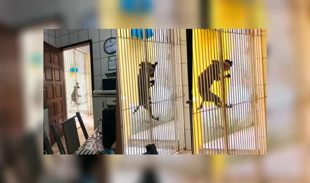 Facebook viral: coloca cámara de seguridad y descubre lo que hace su perro en su ausencia Facebook viral: coloca cámara de seguridad y descubre lo que hace su perro en su ausencia