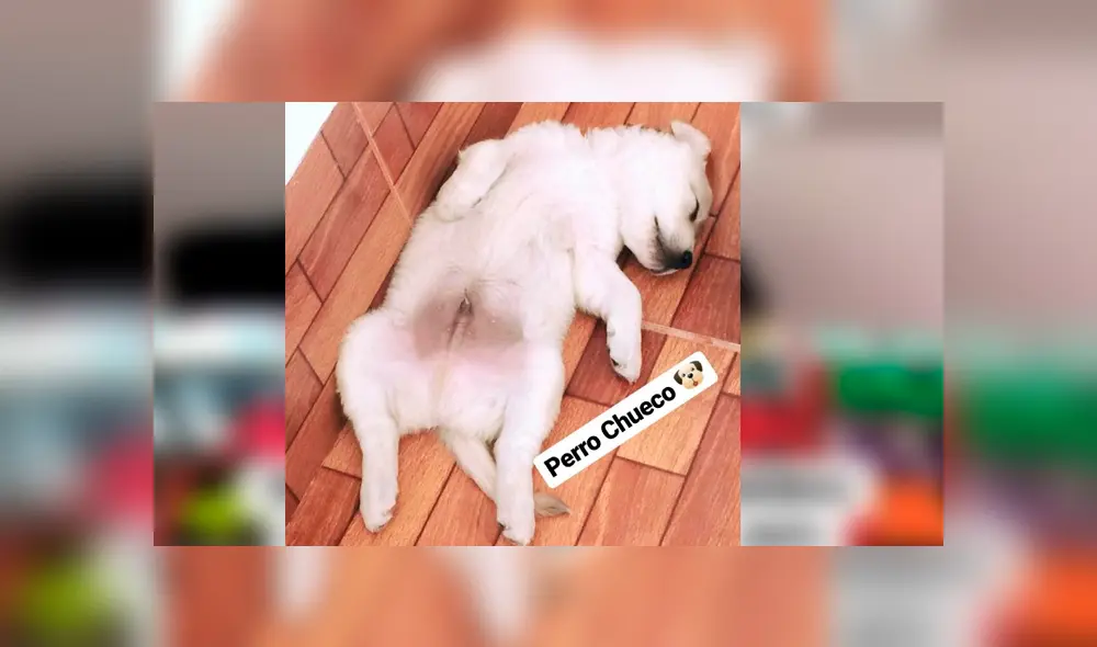 El can tiene una página de Facebook en la que vende plumones de colores para recaudar fondos y poder pagar su tratamiento El can tiene una página de Facebook en la que vende plumones de colores para recaudar fondos y poder pagar su tratamiento