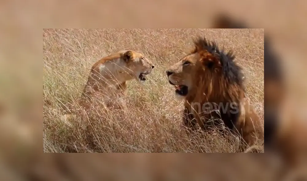 Turistas tienen impensado encuentro con feroces leones de África. Turistas tienen impensado encuentro con feroces leones de África.