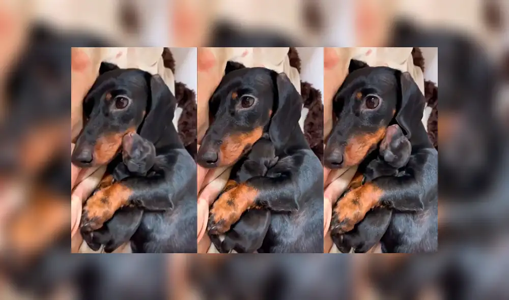 Desliza a la izquierda para conocer a esta peluda influencer. Desliza a la izquierda para conocer a esta peluda influencer.