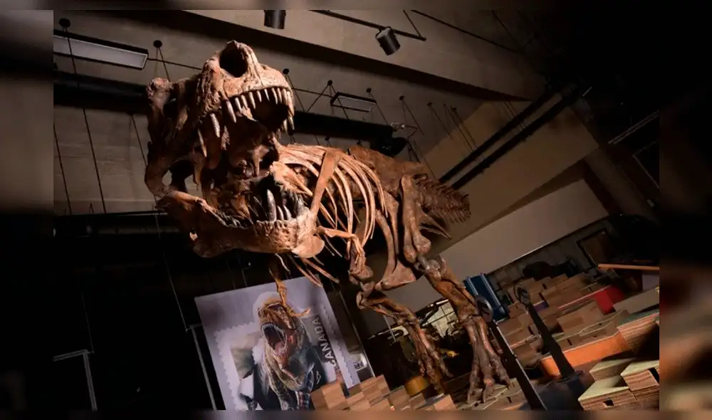 Scotty, el Tiranosaurio Rex más grande del mundo, fue hallado en Canadá [FOTOS]