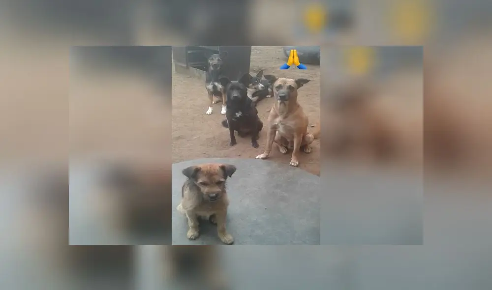 La dueña del lugar esta muy preocupada ya que necesita de un lugar para mudarse y no dejar en situación de abandono a los pequeños de cuatro patas. Créditos: Adopciones Rescate Animal