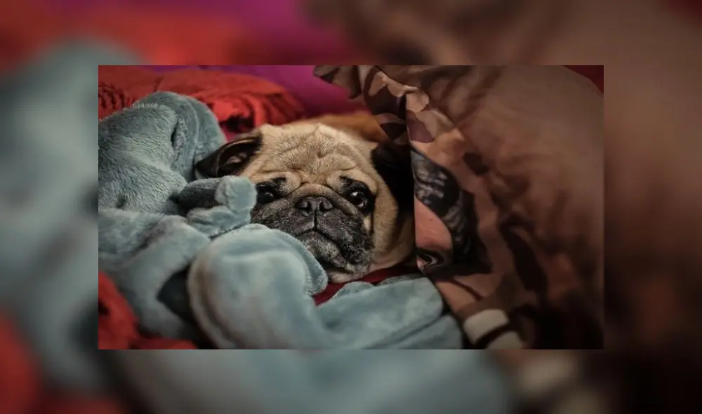 Conoce todas las reacciones de los perros cuando explotan fuegos artificiales [VIDEO]