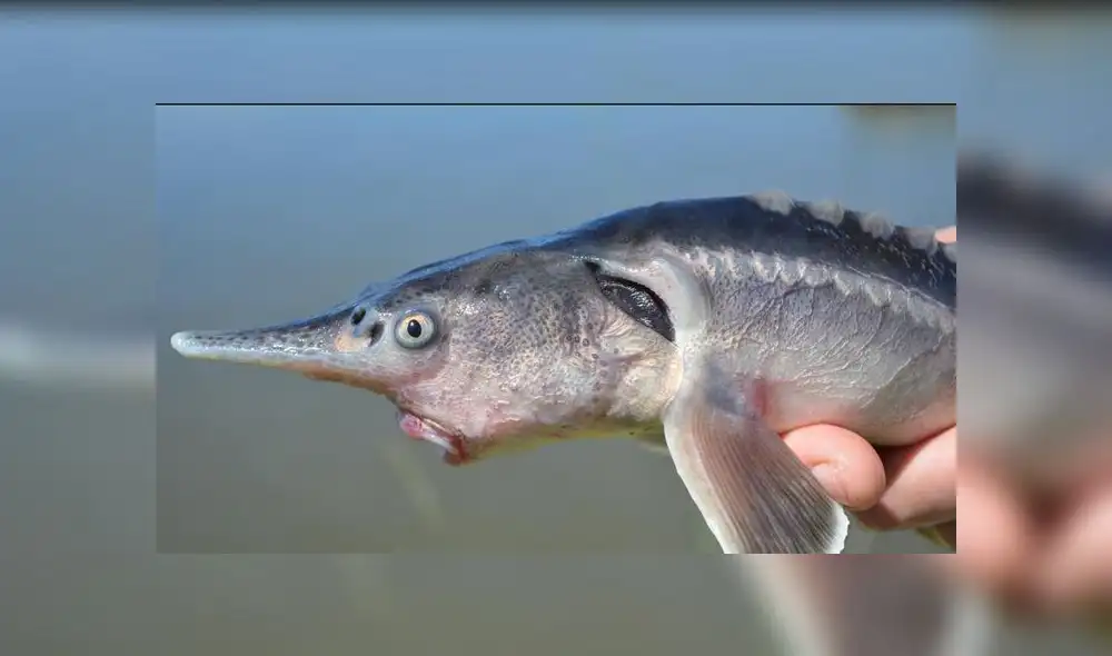 El llamado 'pez gordo' nació en laboratorio de Hungría. Foto: Flórián Tóth