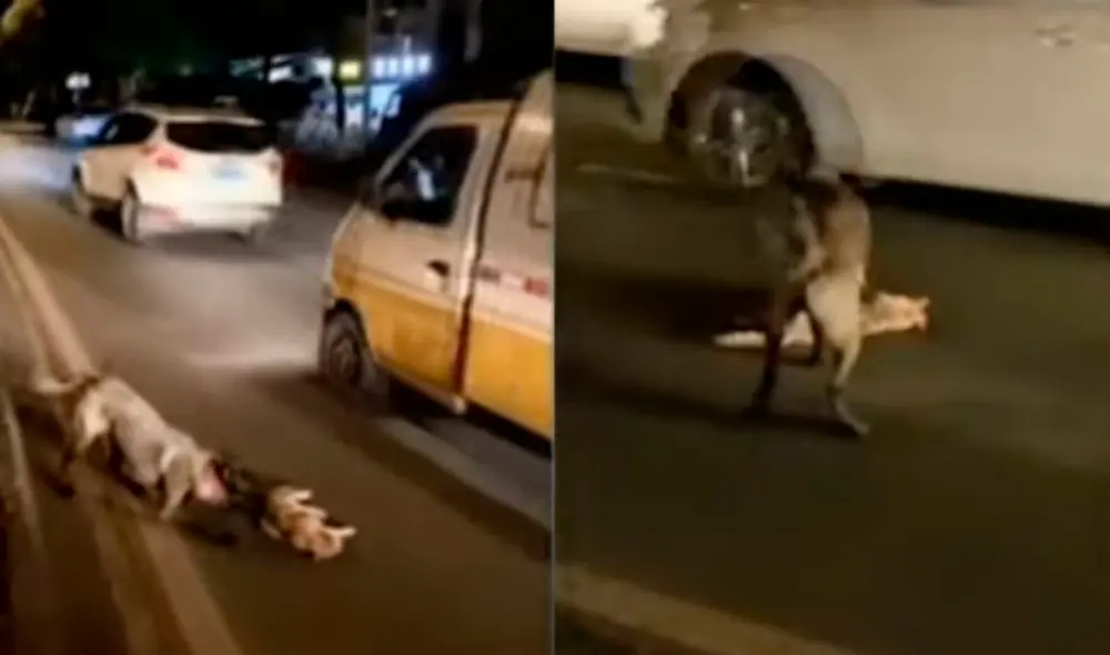 Desliza las imágenes para ver el noble acto de Pantera Negra con el felino que murió atropellado en una carretera. Foto: TikTok