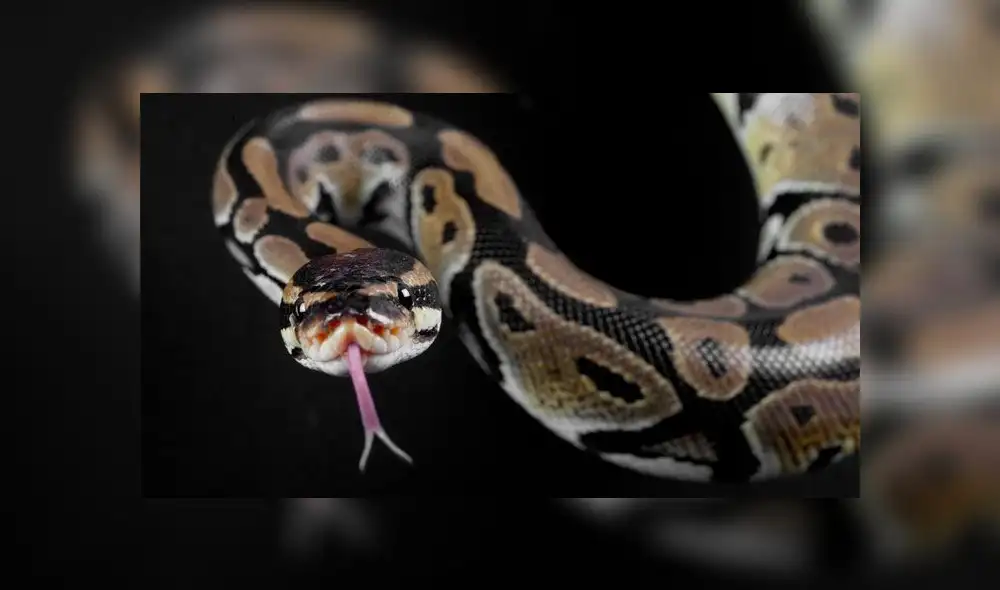 La mujer fue atacada por el animal tras sentarse en el inodoro. Fuente: Shutterstock / foto referencial.