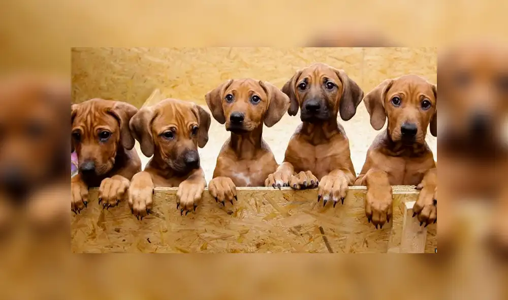 Perros esperaron por horas en un hospital mientras dueño indigente era atendido [FOTO]