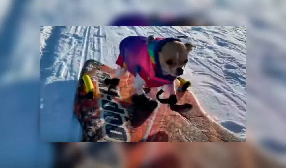 Desliza a la izquierda par a ver más fotos del tierno cachorro jugando en la nieve. (Foto: captura)