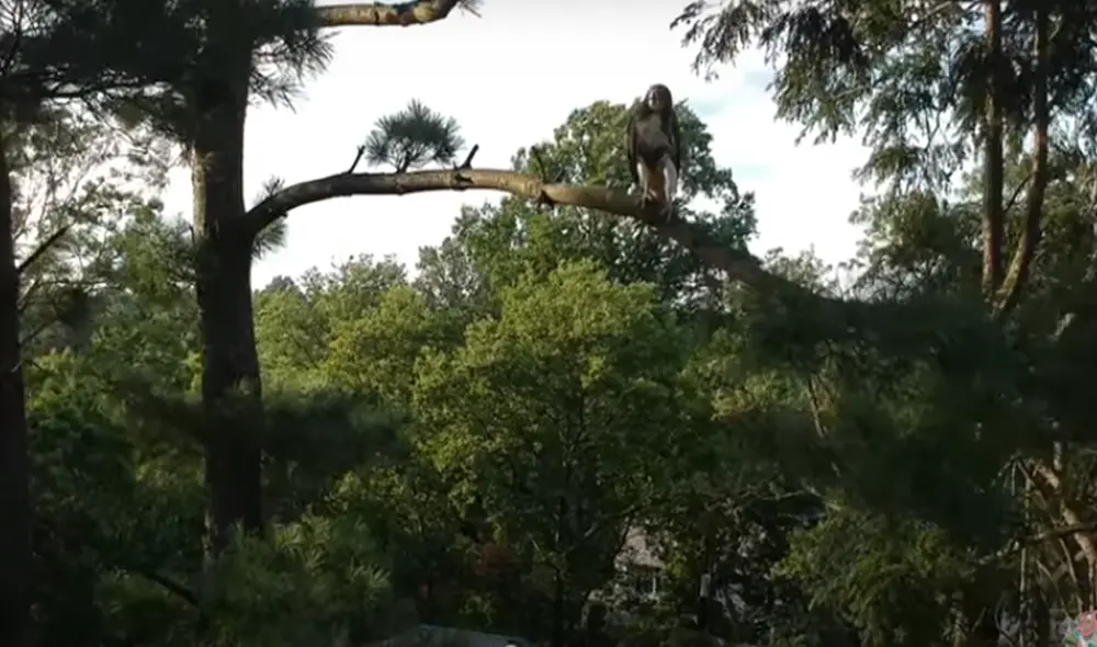 Desliza hacia la izquierda para ver las imágenes del viral de YouTube. Foto: ViralHog.