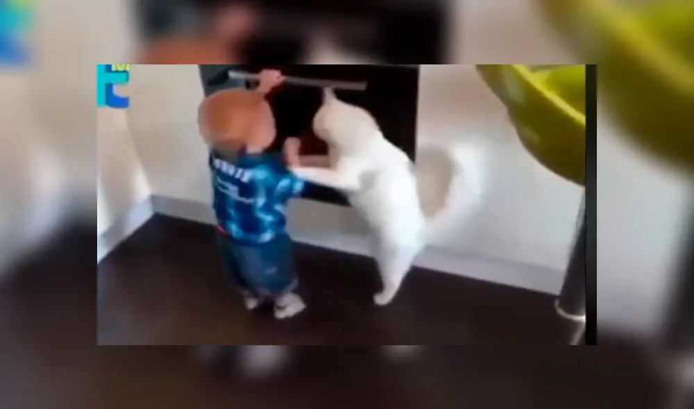Facebook viral: preciso momento en que gato salva de morir a niño travieso que jugaba en cocina [VIDEO]