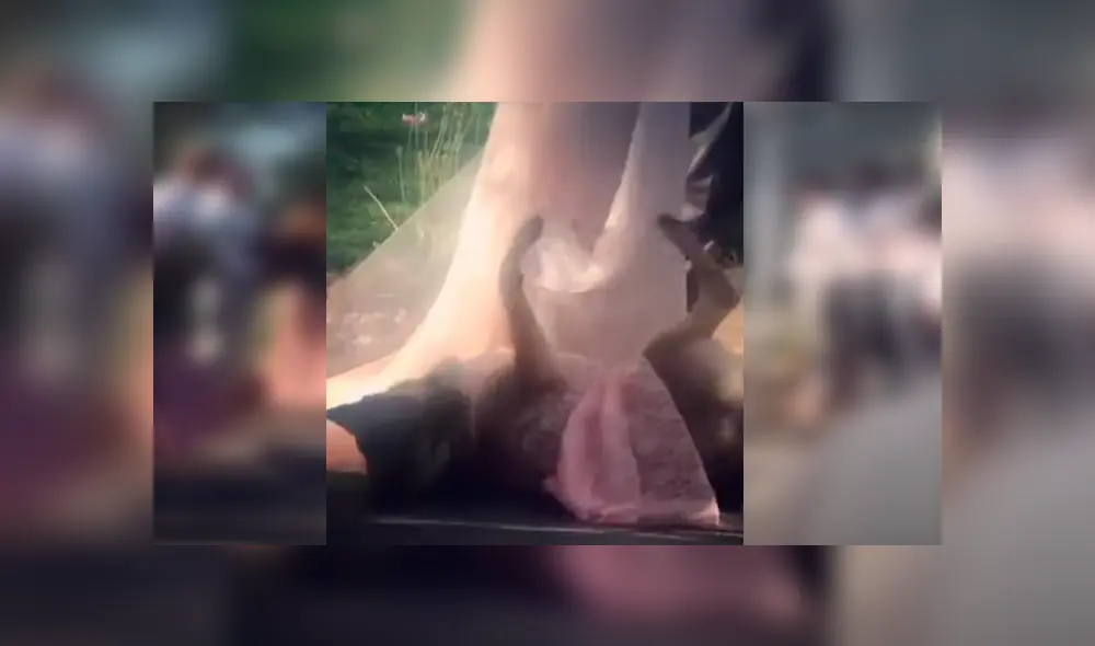 La novia quiso tener a una de sus perras como dama de honor, sin imaginar el bochornoso momento que esta la haría pasar. Video es viral en YouTube La novia quiso tener a una de sus perras como dama de honor, sin imaginar el bochornoso momento que esta la haría pasar. Video es viral en YouTube
