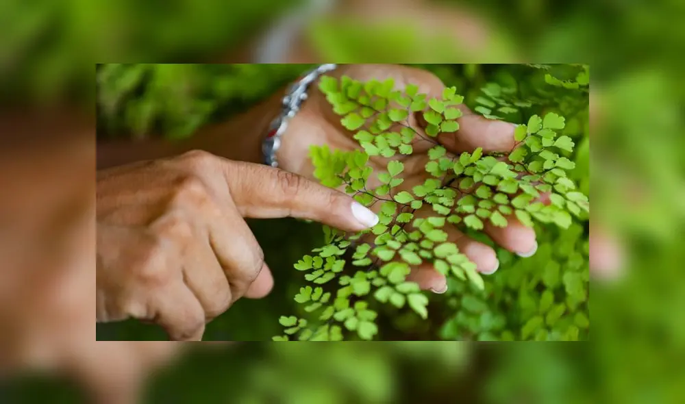 Siete sencillos pasos para cuidar tus helechos en casa
