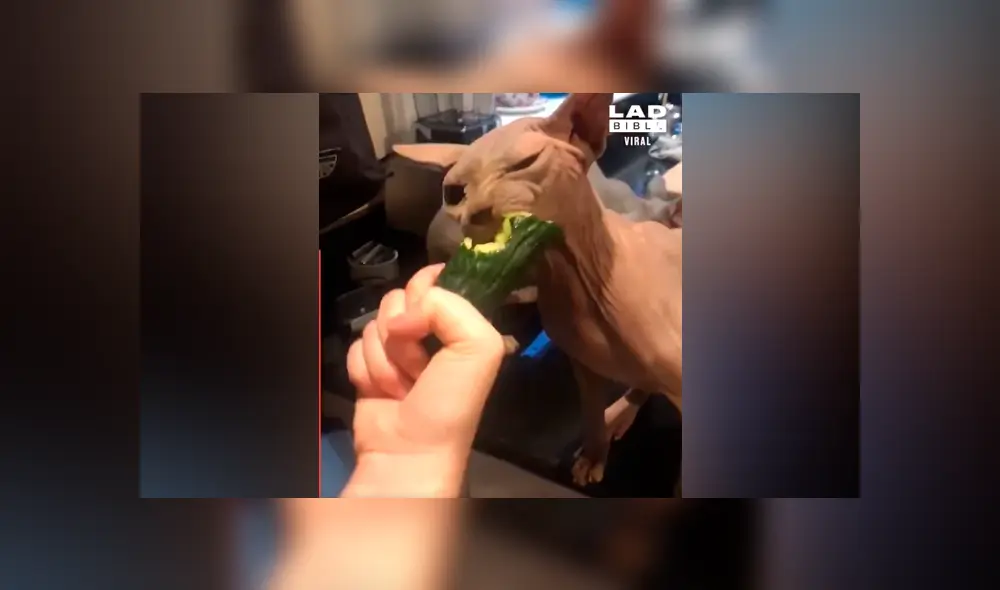 Una mujer grabó un video viral de Facebook el instante en que acercó un pepino a sus mascotas para asustarlos, sin imaginar su inesperado comportamiento. Una mujer grabó un video viral de Facebook el instante en que acercó un pepino a sus mascotas para asustarlos, sin imaginar su inesperado comportamiento.