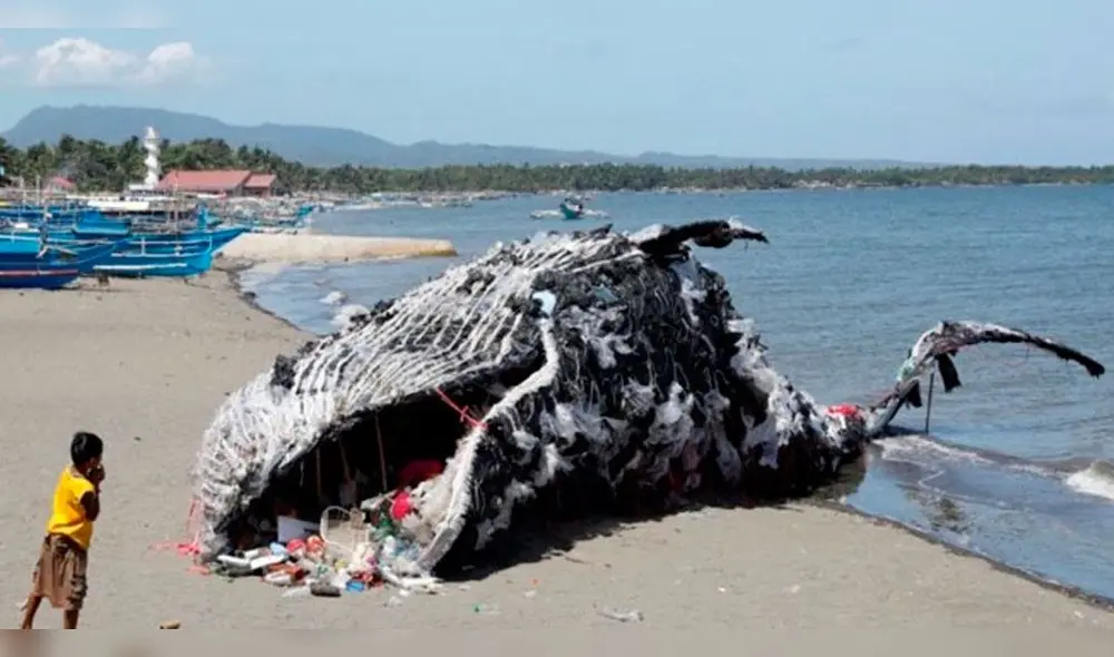 Filipinas: ballena muerta llena de basura, busca crear conciencia