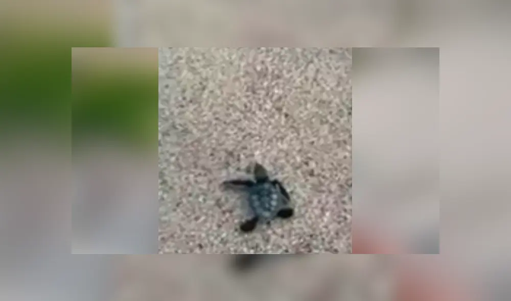 Desliza para ver los momentos más impactantes del triste video compartido en Facebook.