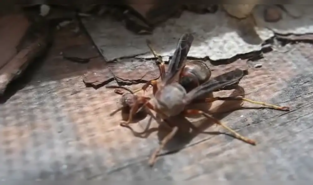 Sorpresa por avispa decapitada que recoge su cabeza