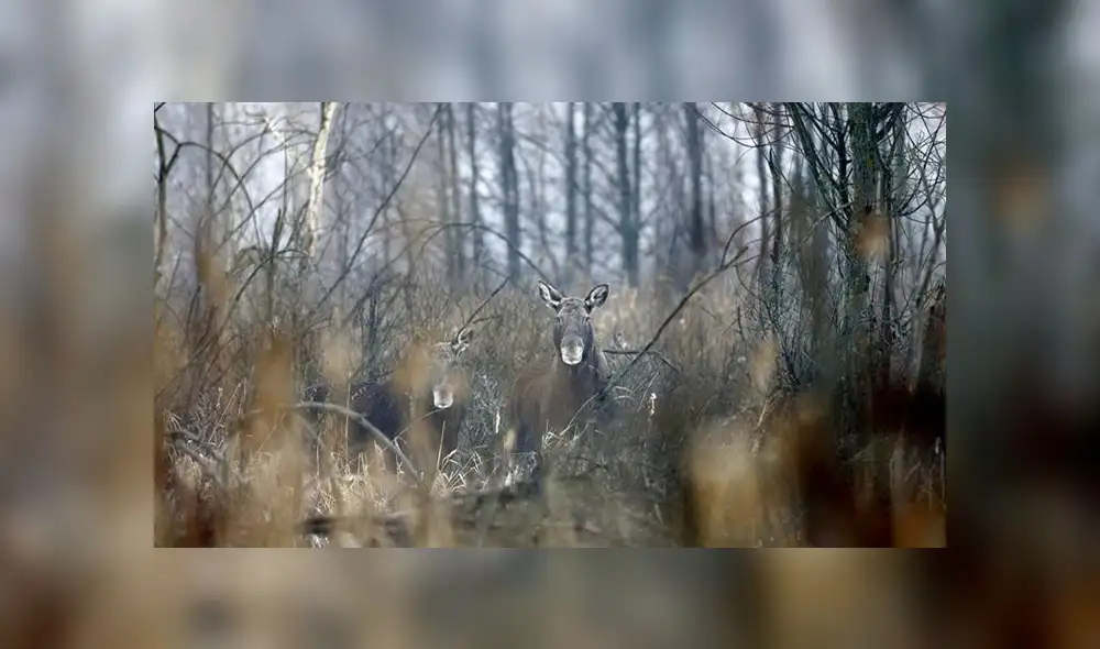La vida florece en Chernobyl a pesar de ecosistema radiactivo [FOTOS]