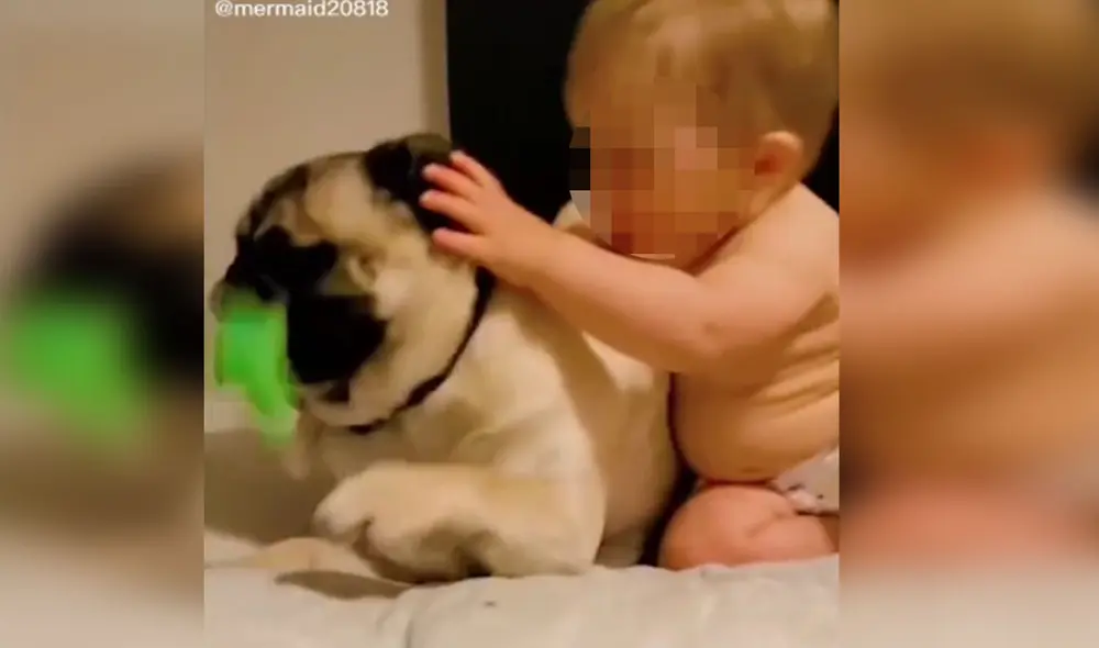 Desliza las imágenes para conocer más detalles sobre esta tierna escena que se hizo viral en redes sociales. Foto: captura de TikTok