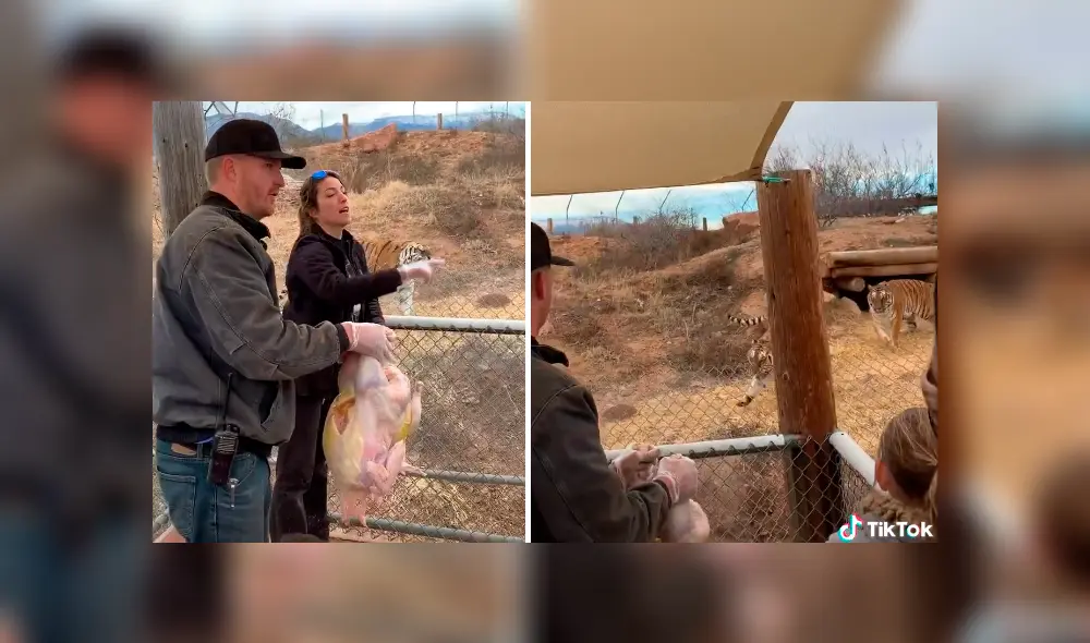 Desliza hacia la izquierda para ver la reacción de los tigres en el video viral de YouTube. Desliza hacia la izquierda para ver la reacción de los tigres en el video viral de YouTube.