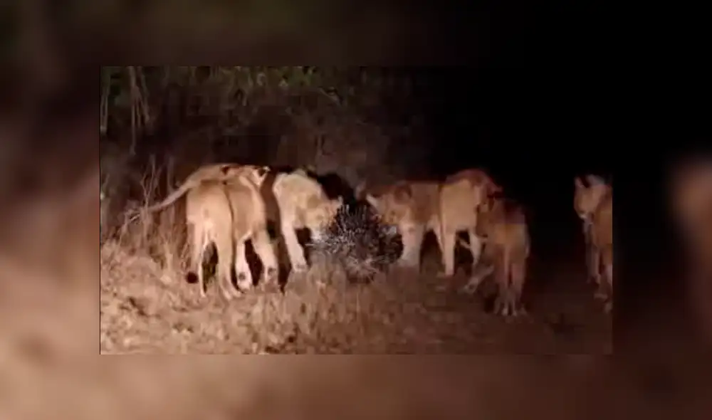 Facebook viral:cámaras registran épica  pelea de puercoespín con hambrientos leones [VIDEO]