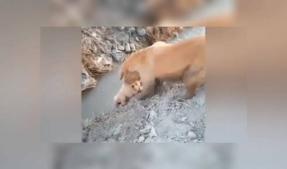 YouTube viral: perrito estaba a punto de caer, pero su mamá se arriesga para salvarlo [VIDEO]