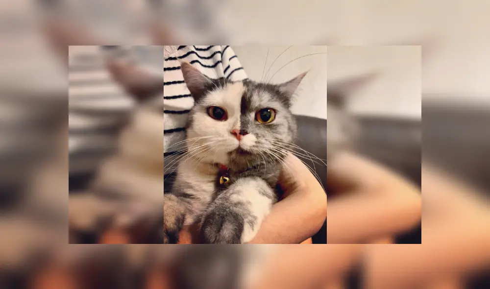 Desliza las imágenes para ver más detalles de esta tierna gata que es viral en YouTube.