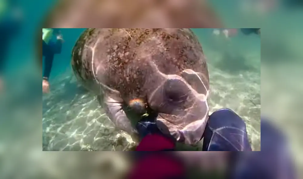 Desliza las imágenes para observar el curioso comportamiento de un manatí ante la presencia de un buceador. Desliza las imágenes para observar el curioso comportamiento de un manatí ante la presencia de un buceador.